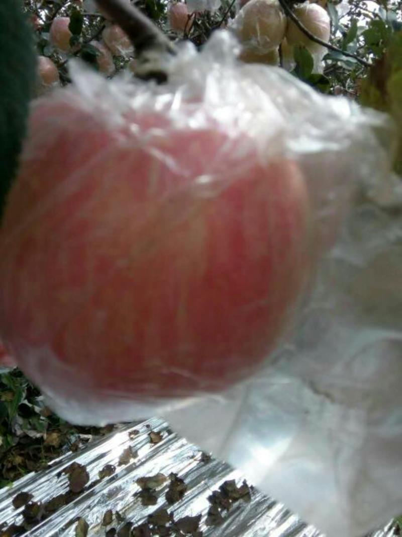 出售红富士苹果，膜袋富士，纸夹膜红富士。