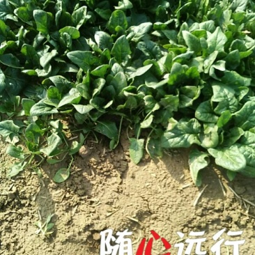黑叶菠菜15~20厘米