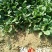 黑叶菠菜15~20厘米