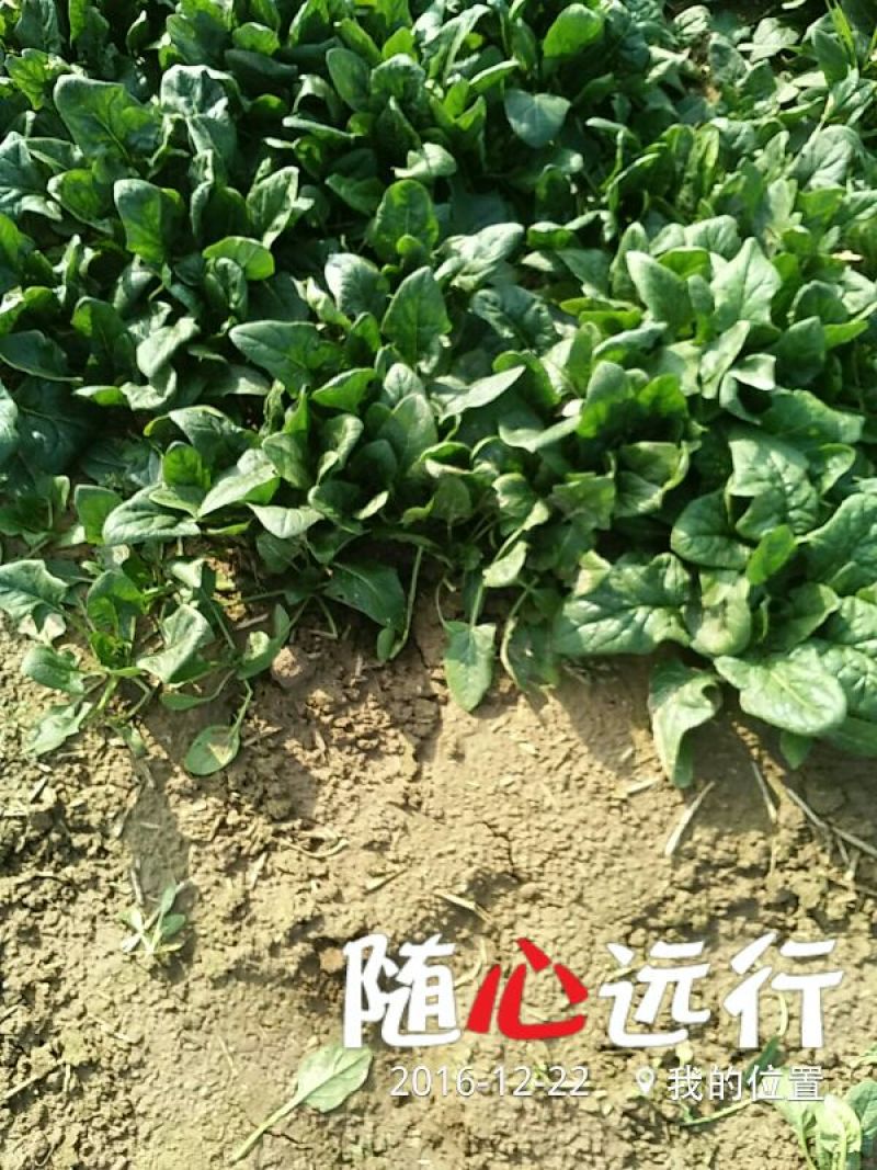黑叶菠菜15~20厘米