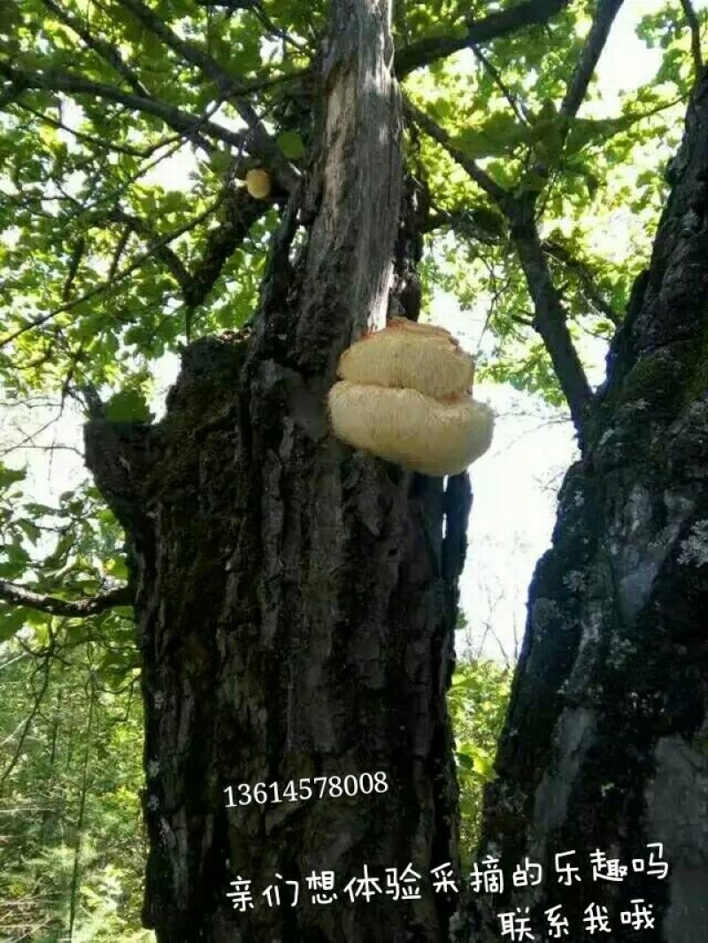 猴头菇