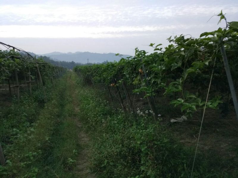 百香果嫁接苗，基地直发，质量保证，欢迎进店联系