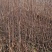烟富8号苹果树苗矮化苹果苗苹果苗育苗基地苹果苗批发
