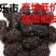 黑枣山西二级黑枣乌枣