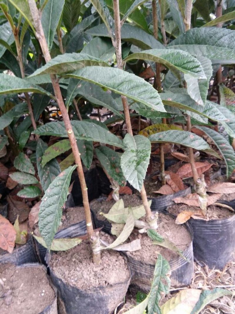 毛桃树苗30cm以下