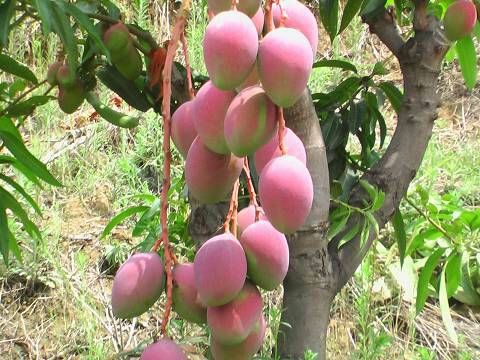 贵妃芒四川攀枝花东区_批发_供应-一亩田农业