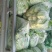 散叶生菜5两~6两