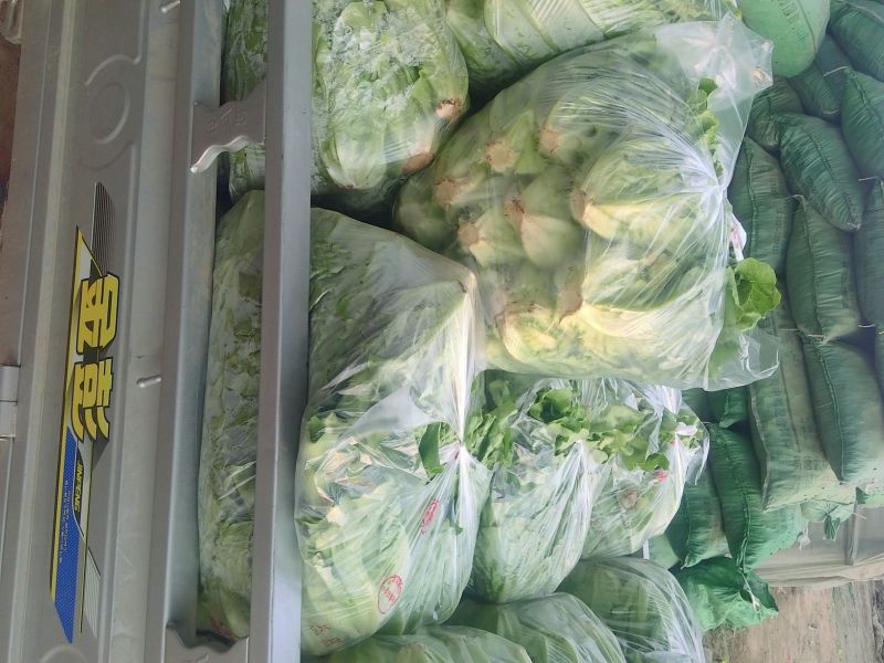 散叶生菜5两~6两