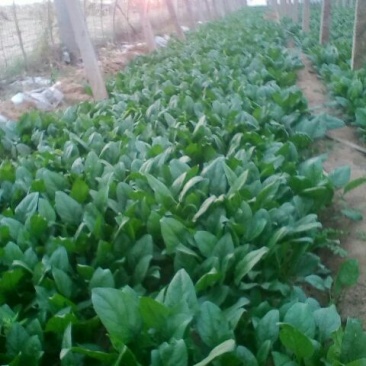 大叶菠菜20~25厘米