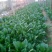 大叶菠菜20~25厘米