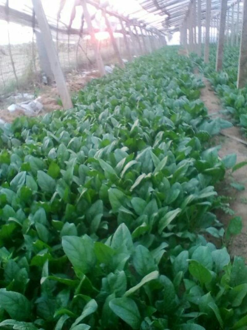 大叶菠菜20~25厘米