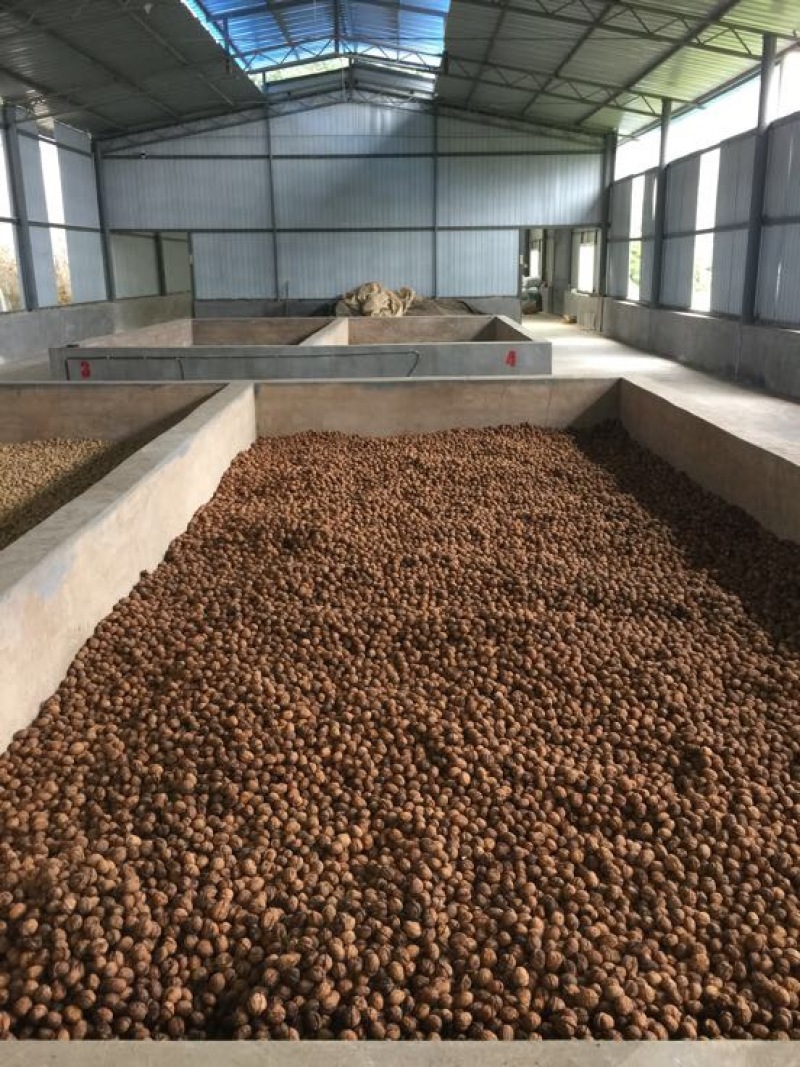 纸皮核桃