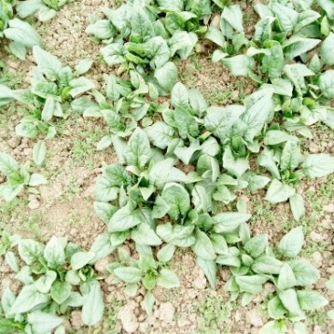 菠菜10~15厘米