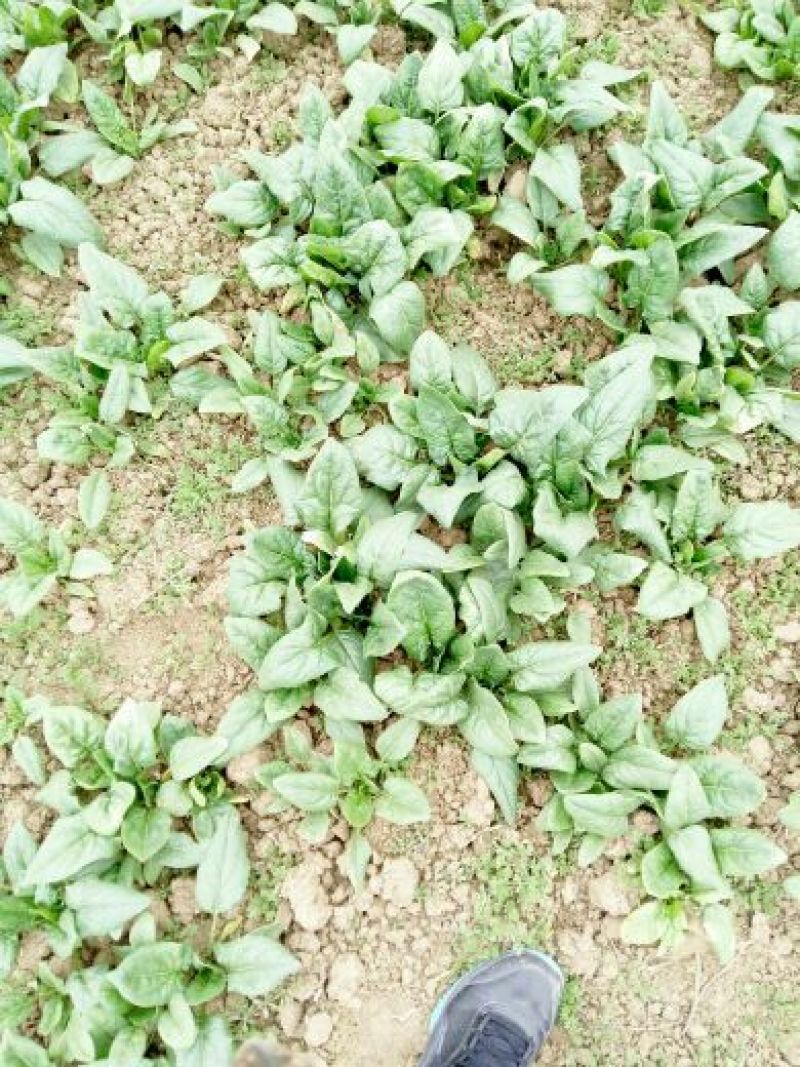 菠菜10~15厘米