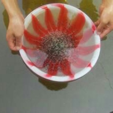 白乌鱼