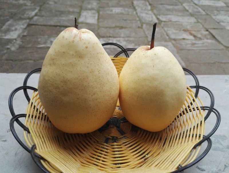 鸭梨