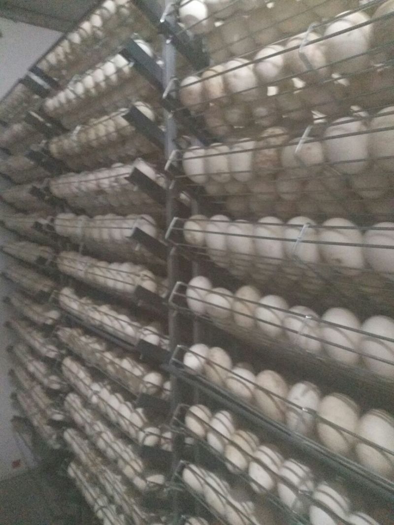 鹅苗250g