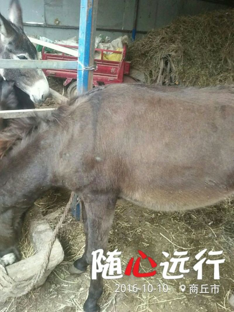 肉驴400~500斤