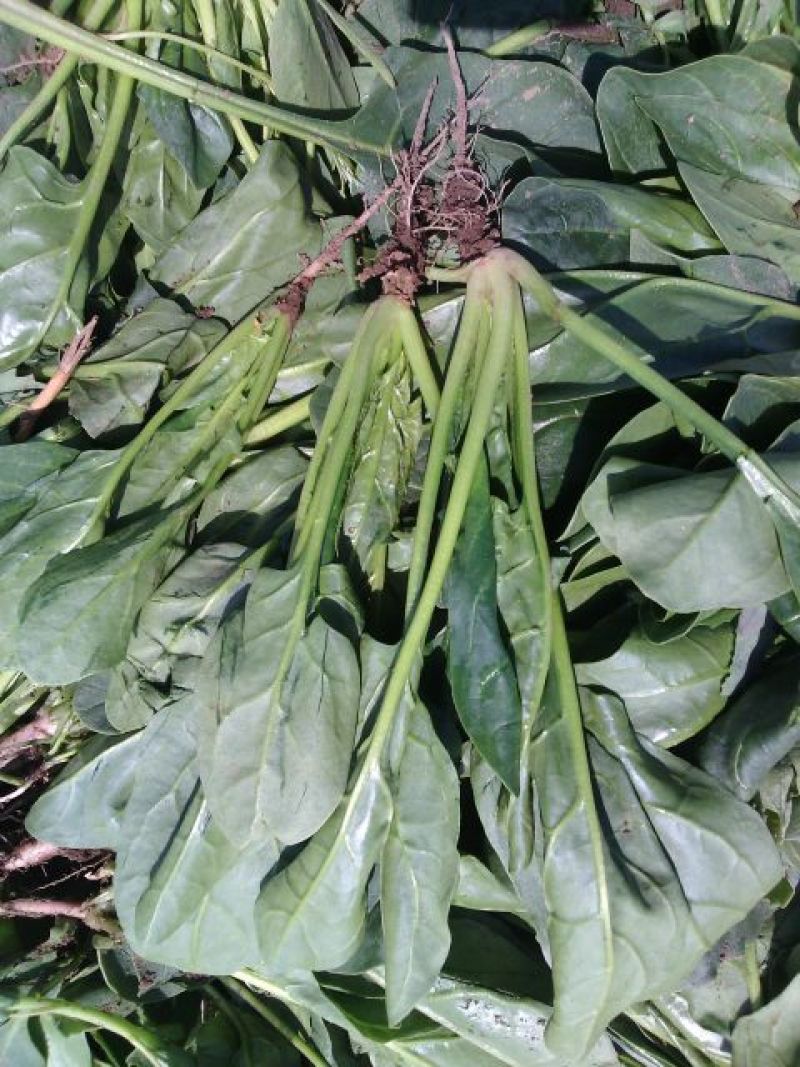 菠菜10~15厘米