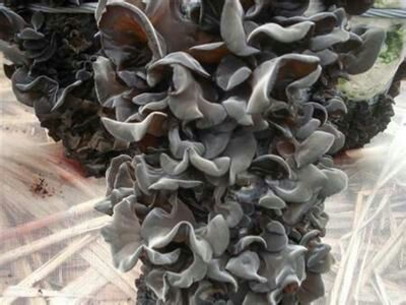 干木耳一级