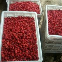 双季树莓苗双季红树莓100棵优质品种