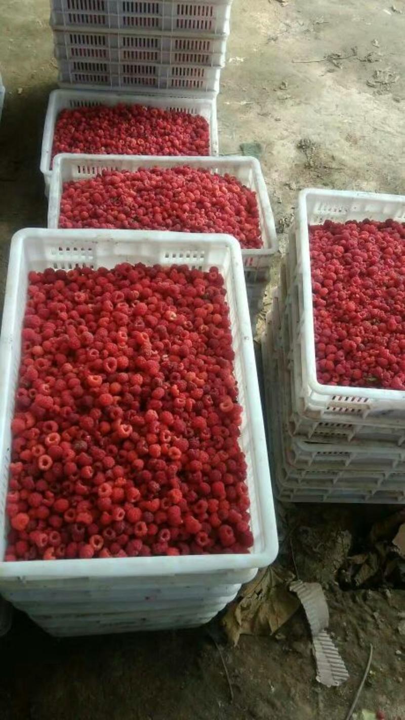 双季树莓苗双季红树莓100棵包邮优质品种