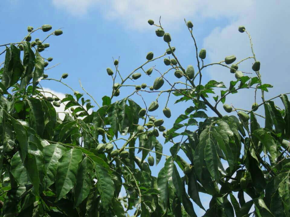 黄皮果广东云浮市郁南县_批发_供应-一亩田农