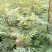 花椒苗1~2年