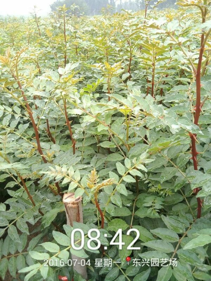 花椒苗1~2年