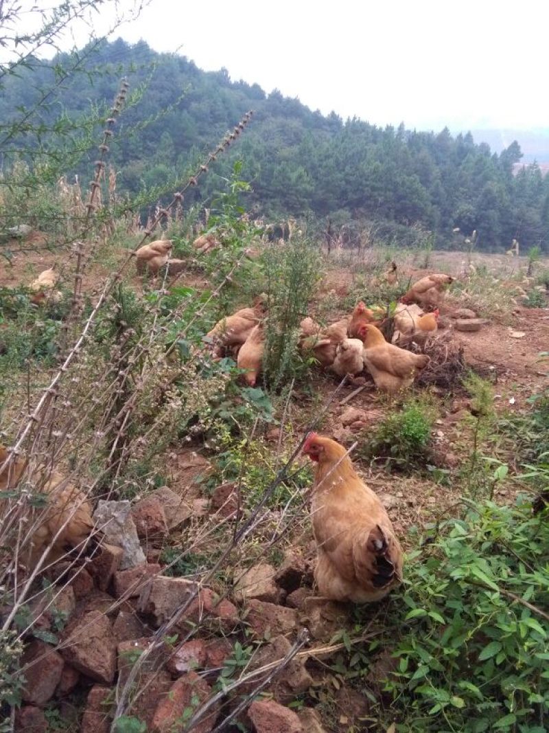 三黄土鸡原生态虫草鸡土公鸡九七到十二个月