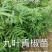 花椒苗1~2年