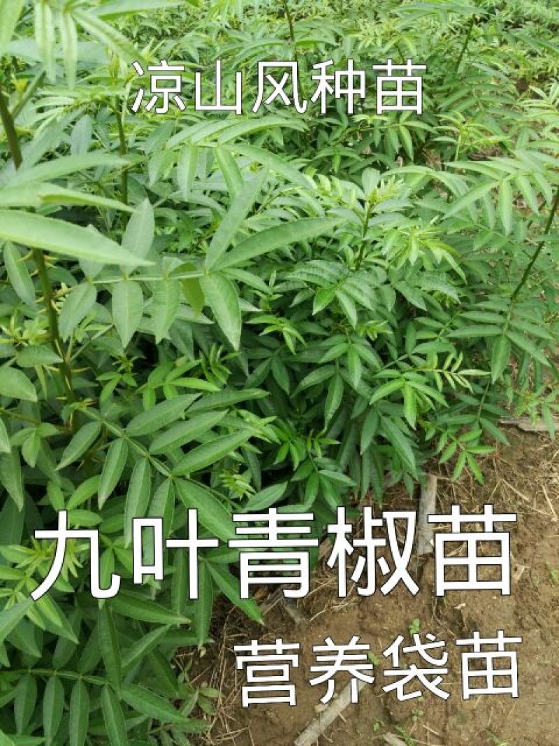 花椒苗1~2年