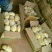 荷兰十五土豆4两以上