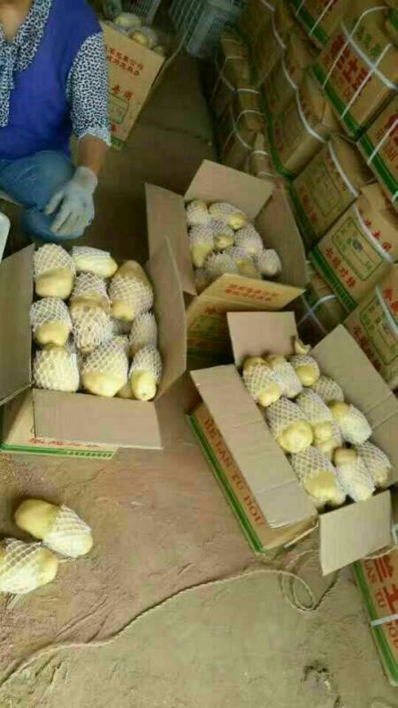 荷兰十五土豆4两以上