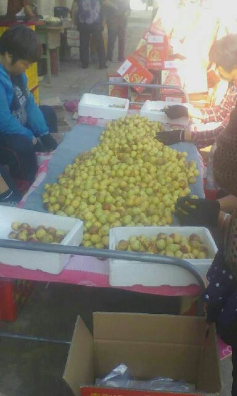 冬枣大荔冬枣规格齐全现摘现发产地直供