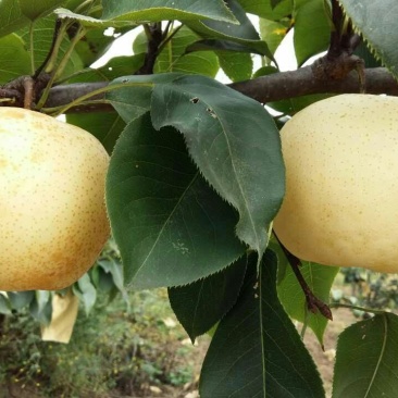 黄金梨250~300g纸箱