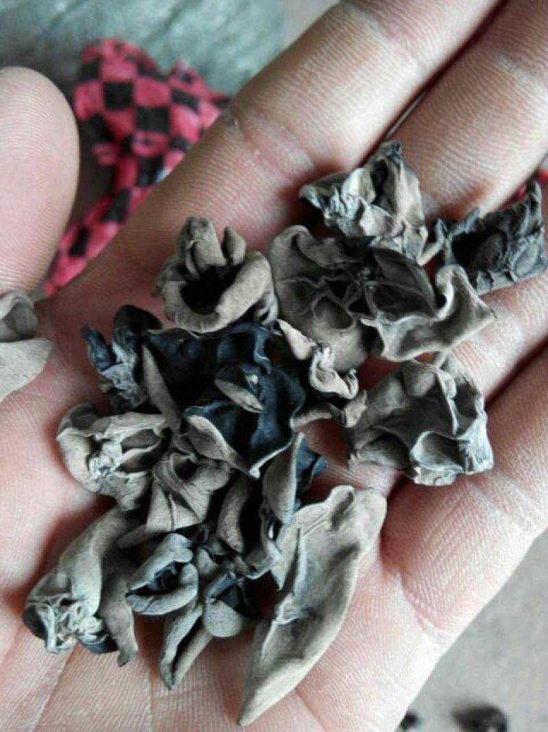 黑木耳一级