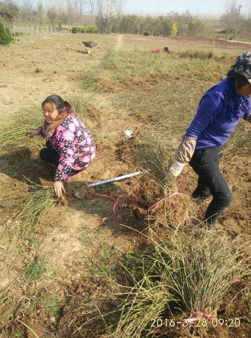 迎春花苗高度可以视频看货产地直销欢迎老板选购