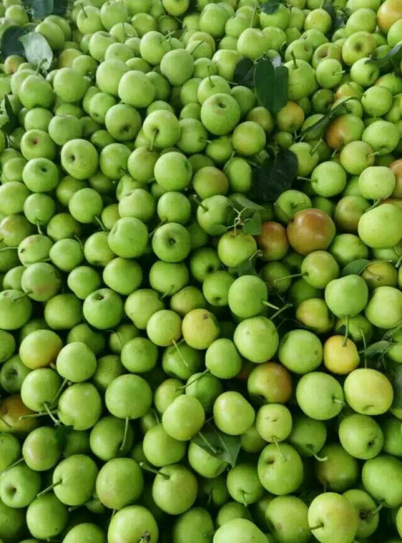 贵妃梨100~300g光果产地直销无中间环节价格合理
