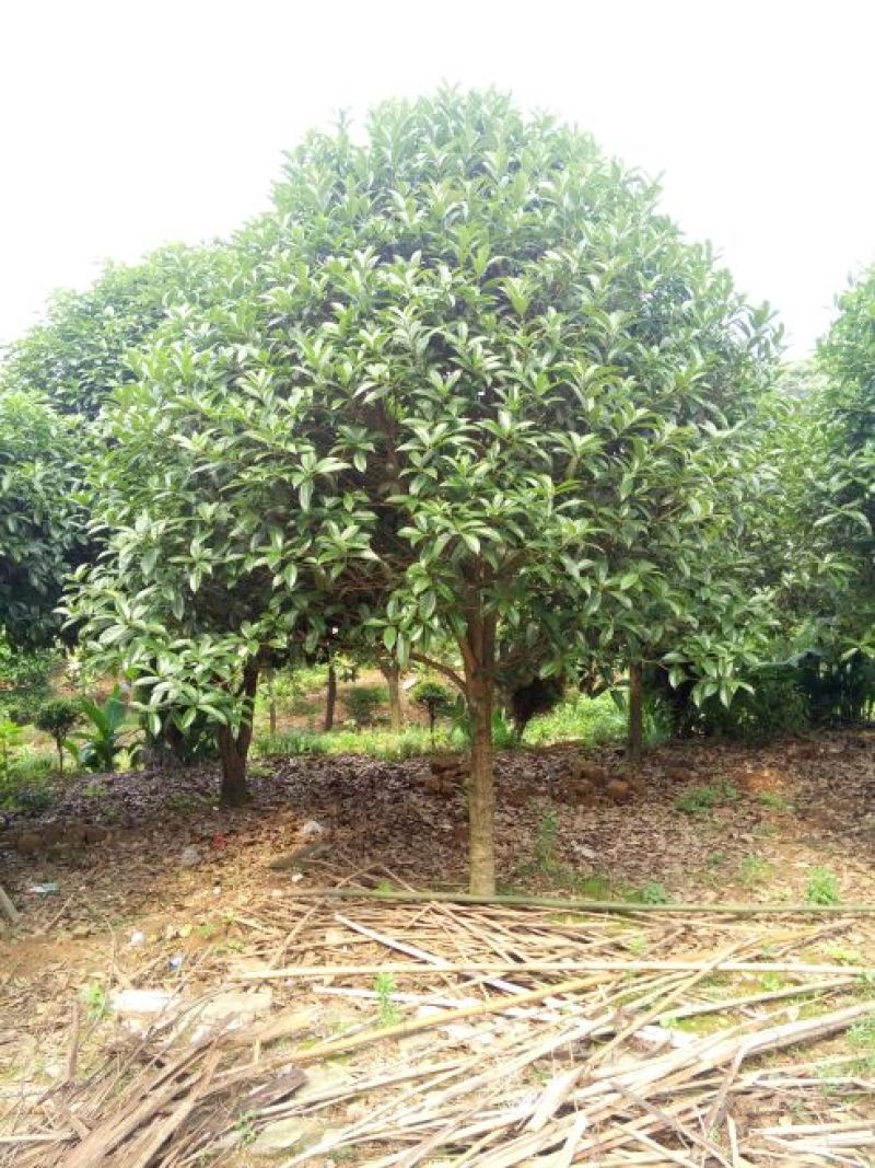 桂花树10~12cm3~3.5米2~3米