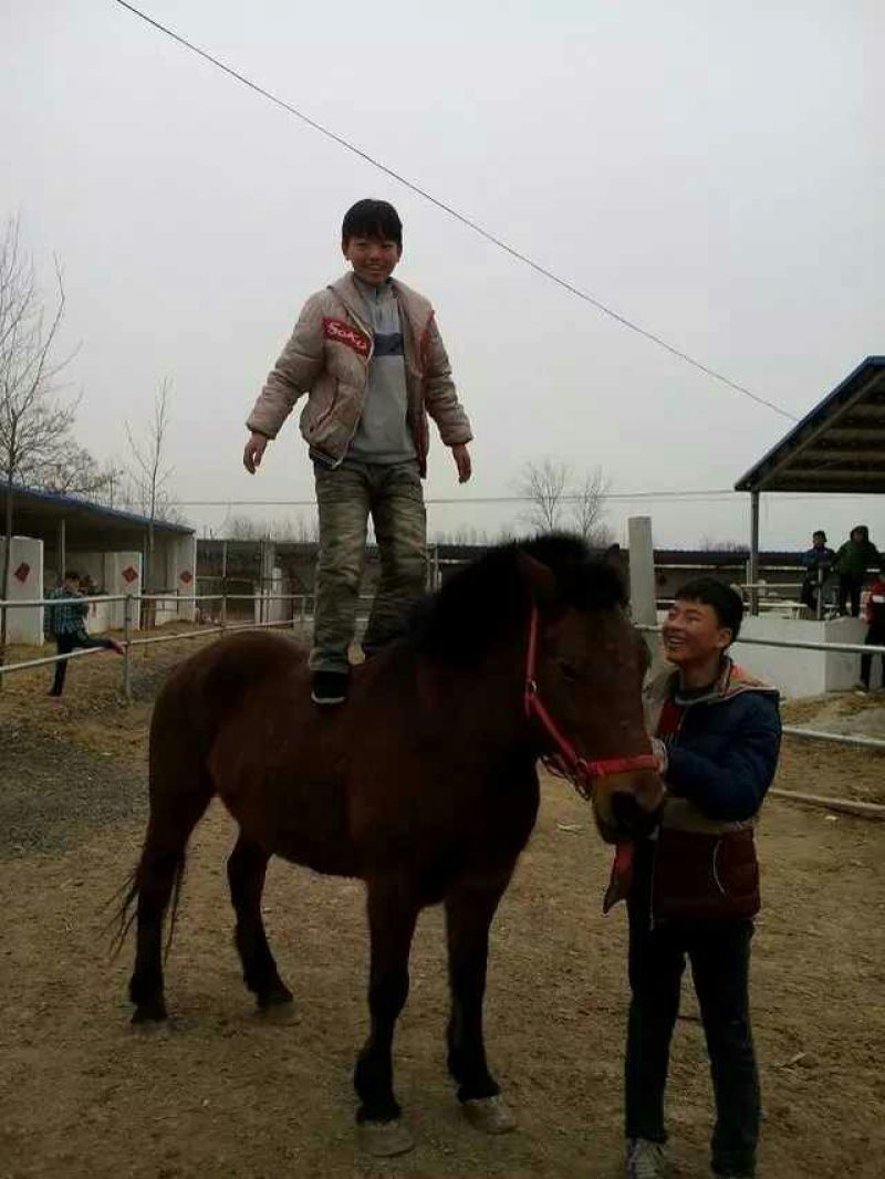 矮马