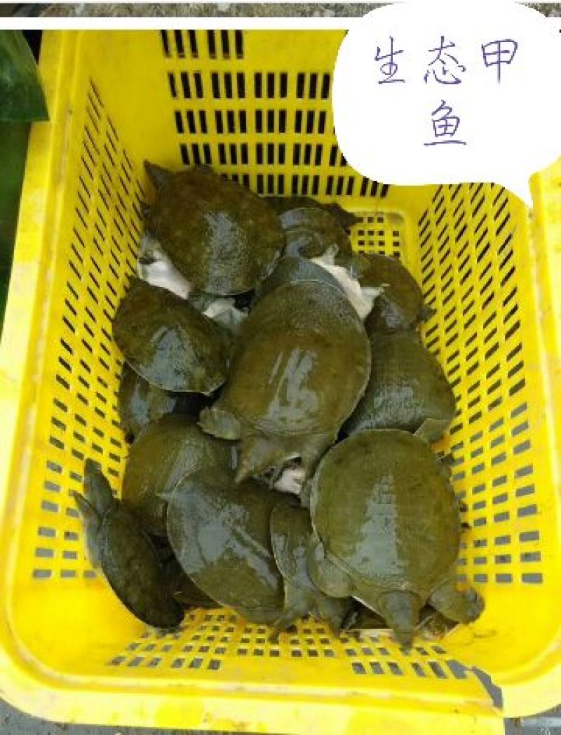 生态甲鱼1.5~2斤