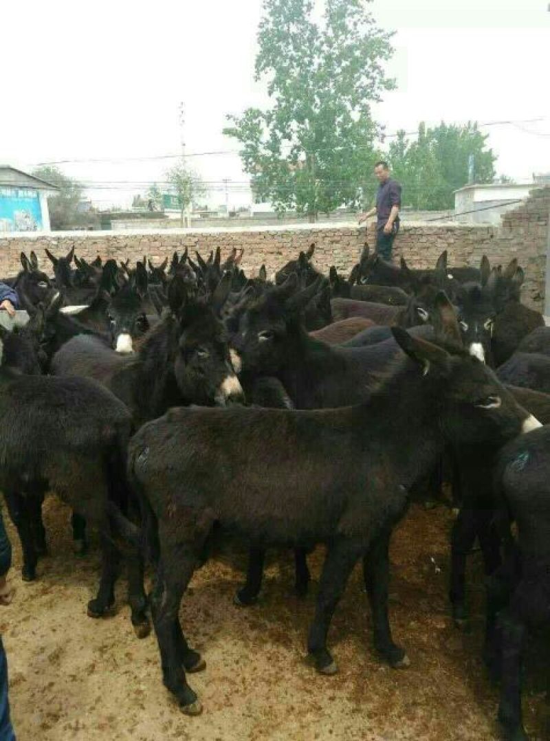 鲁西黄牛犊100~200kg