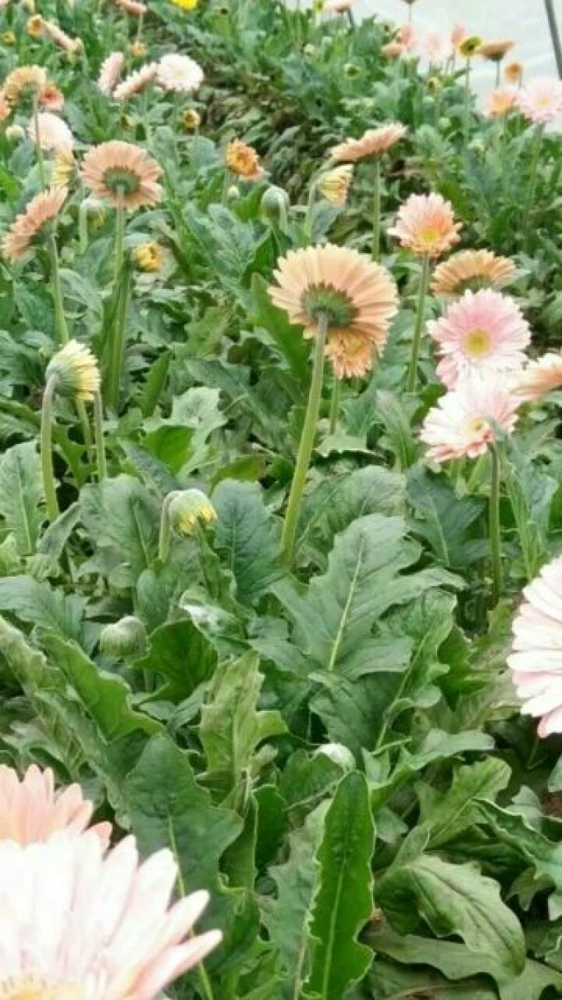 扶郎花非洲菊18枝一扎浙江海宁基地发货