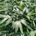 正宗阳春砂仁苗种下去两年开花试果，三年后丰产。