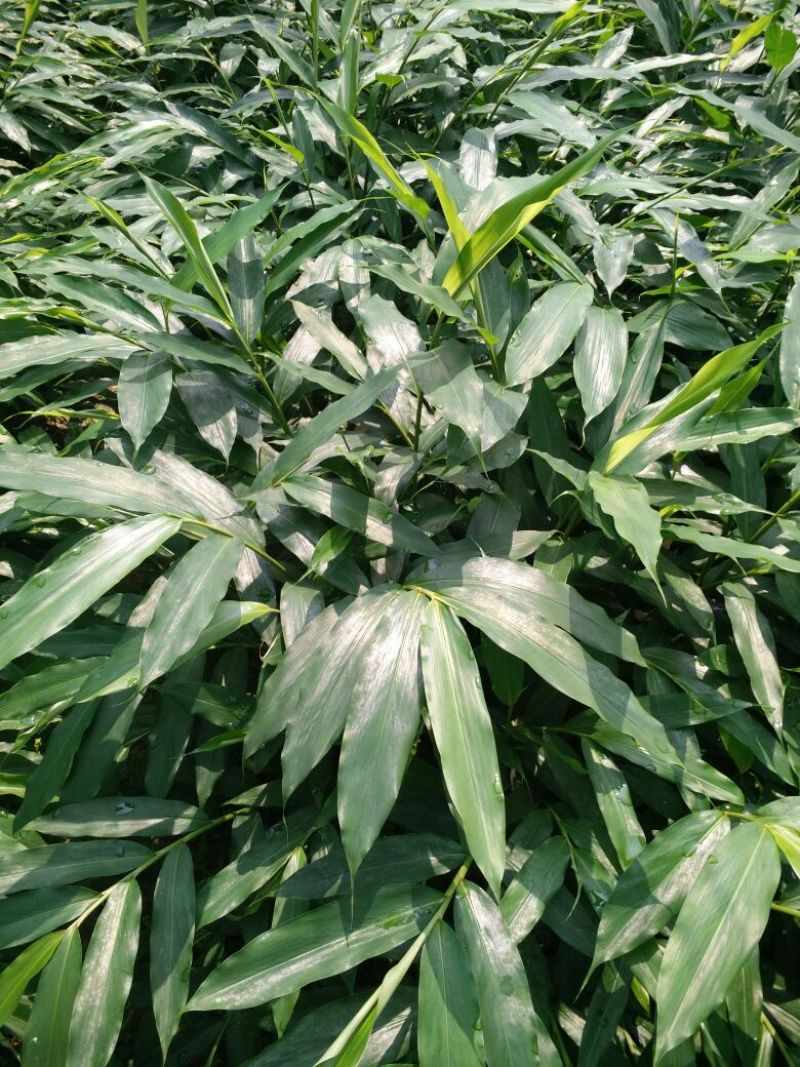 正宗阳春砂仁苗种下去两年开花试果，三年后丰产。