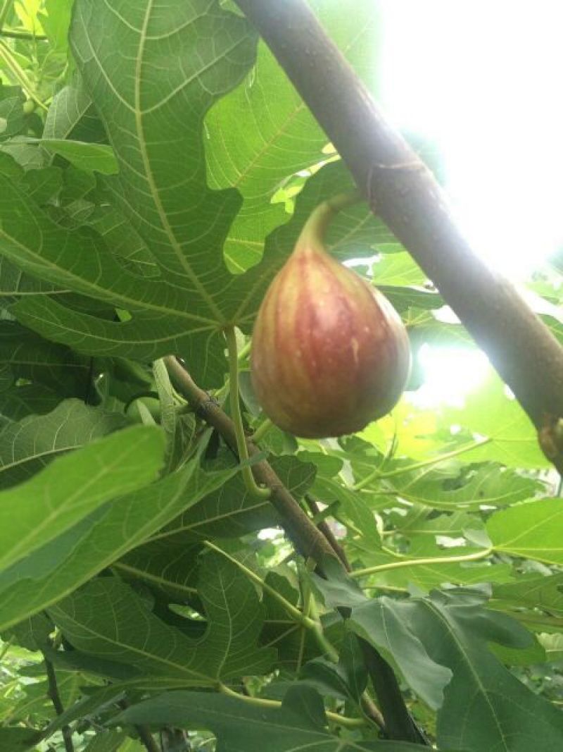 无花果树10cm以下