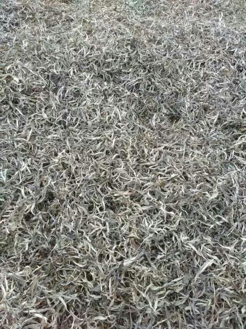 藤茶一级