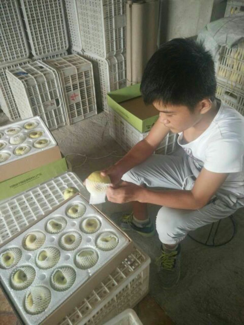酥梨300~350g纸箱