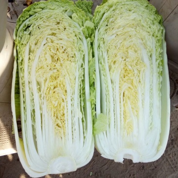 河南焦作自产自销北京新三号白菜4~6斤
